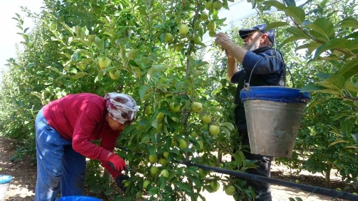 Isparta’da 1 milyon 250 bin ton elma rekoltesi bekleniyor
