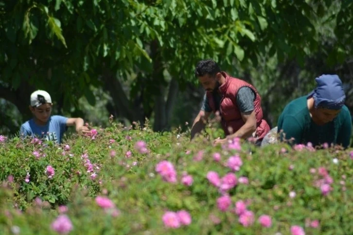 Isparta’da gül çiçeği taban fiyatı 22 lira olarak açıklandı
