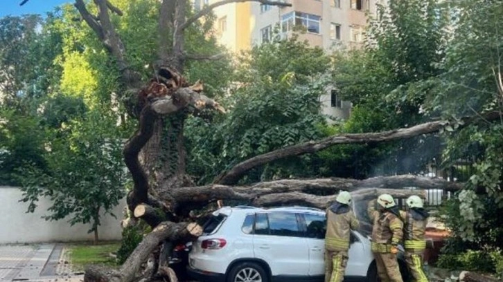 İstanbul Kadıköy'de çınar ağacı park halindeki 5 aracın üzerine devrildi