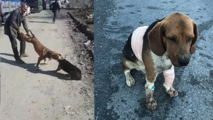 İstanbul Sultangazi'de yine Pitbull dehşeti yaşandı. Esnafın köpeği kanlar içinde kaldı