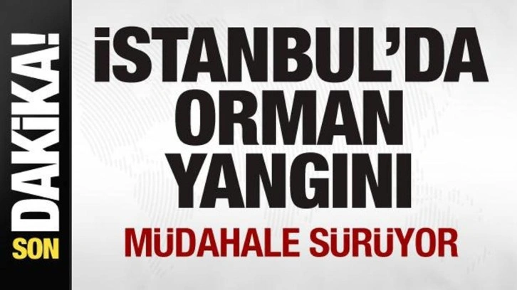 İstanbul'da orman yangını! Müdahale sürüyor