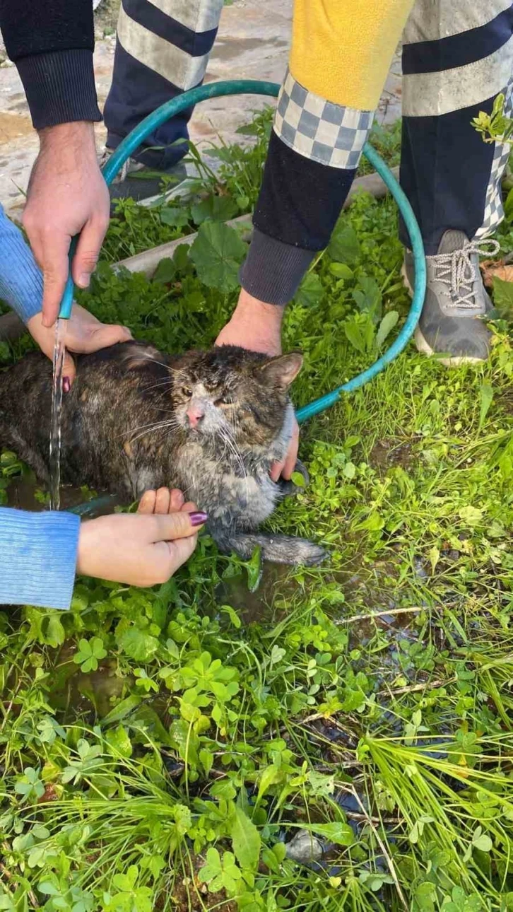 İtfaiye ekipleri yanan evden 2 kediyi kurtardı
