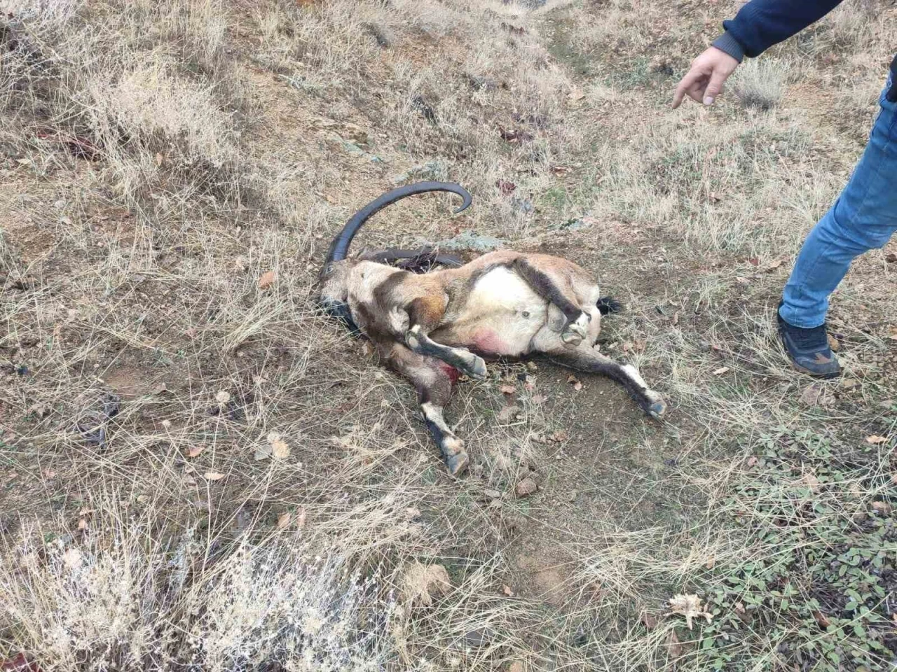 İyi Parti Milletvekili Karaman’a yasak av cezası
