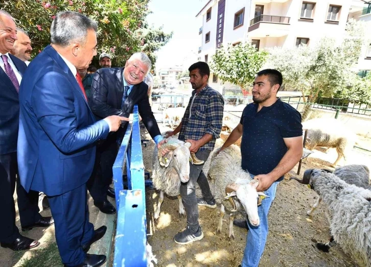 İzmir Büyükşehir Belediyesinin küçükbaş üreticisine desteği sürüyor
