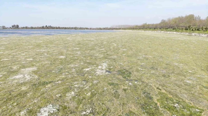 İzmir Çakalburnu Dalyanı’nda deniz marulu tehdidi
