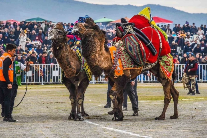 İzmir’de deve güreşi festivaline yoğun ilgi
