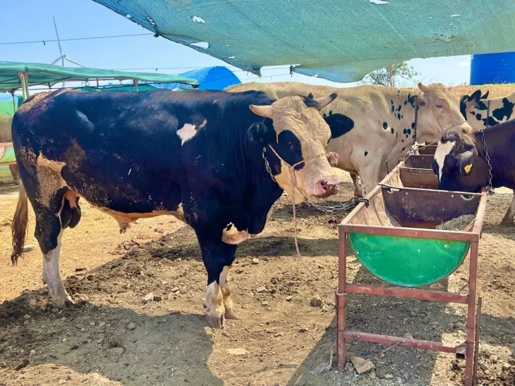 İzmir’de kurban kesim fiyatları açıklandı
