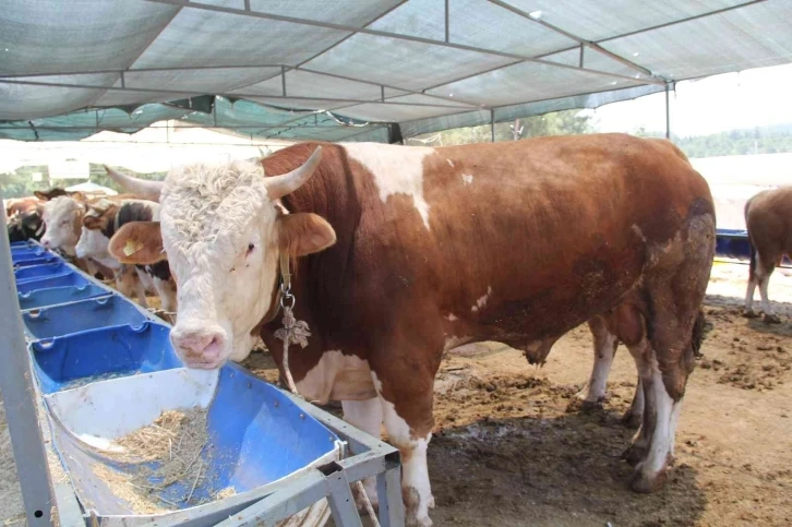 İzmir’de kurban pazarı hareketliliği başladı
