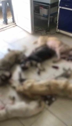 İzmir Kemalpaşa Belediyesi’nde Skandal! Onlarca Köpek Katledildi