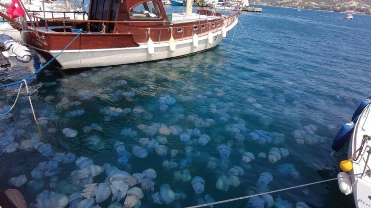 İzmir'de görenleri şaşkına çeviren görüntü: Tüm sahili istila ettiler