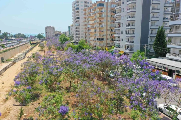 Jakaranda korulukları görsel şölen oluşturuyor
