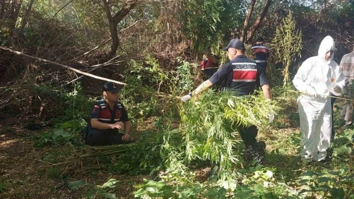 Jandarma 4 aydır peşindeydi: Hint kenevirini hasat ederken yakalandı
