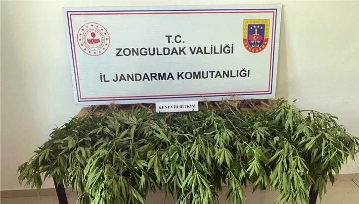 Jandarma 50 kök Hint keneviri ele geçirdi
