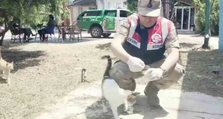 Jandarma deprem nedeniyle sahipsiz kalan hayvanları besledi