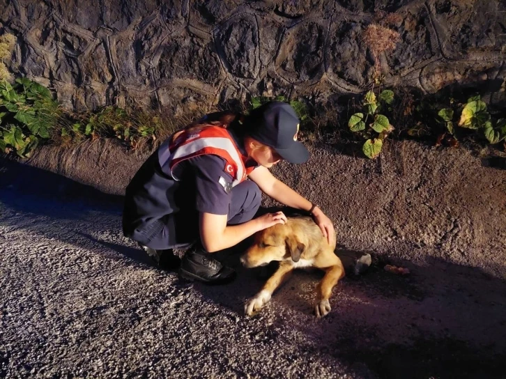 Jandarma ekipleri yaralı köpek için seferber oldu
