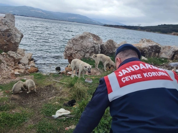 Jandarma sokak hayvanlarını yalnız bırakmıyor
