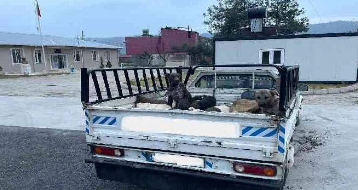 Jandarmadan kaçan araçtan 3 ölü oklu kirpi çıktı