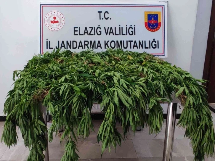 Jandarmadan kenevir tarlasına dronlu operasyon: 1 gözaltı
