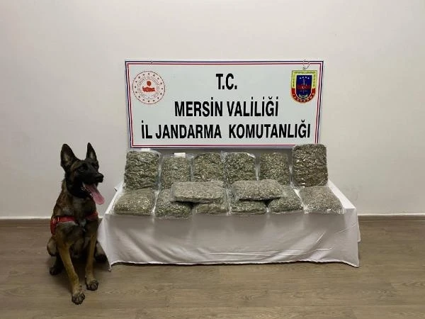 Jandarmanın baskın yaptığı evde 14 kilo esrar ele geçirildi