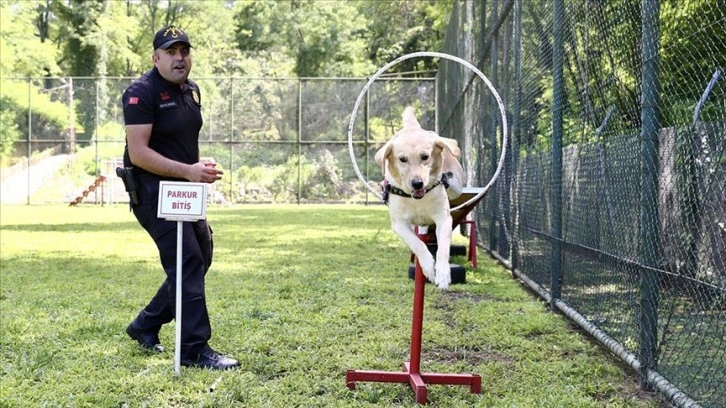 Jandarmanın dedektör köpekleri eğitimlerle göreve hazırlanıyor