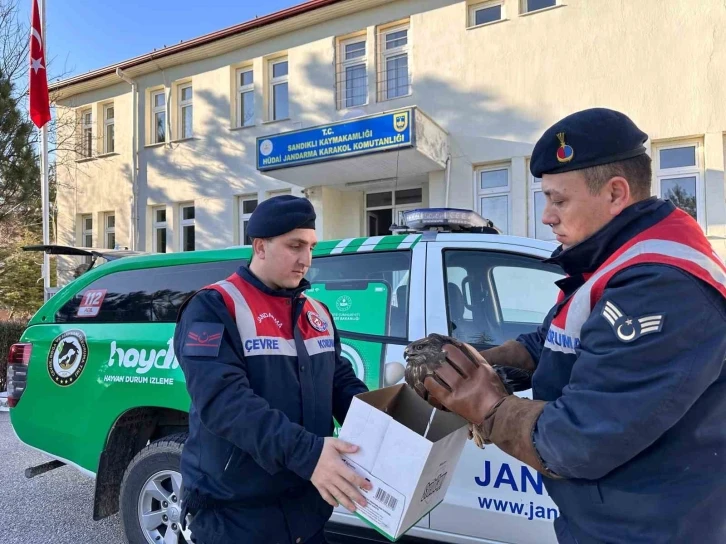 Jandarmanın yaralı halde bulduğu kızıl şahin koruma altına alındı
