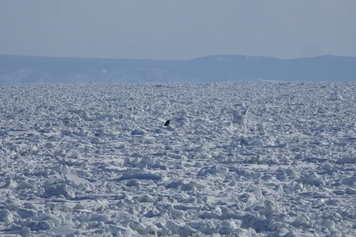 Japonya’da katil balinalar buz kütlesine sıkıştı
