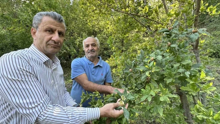 Japonya’nın muşmula meyvesi Yüksekova’da yetişti
