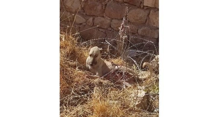 Jiletli tellere takılan köpek kurtarıldı