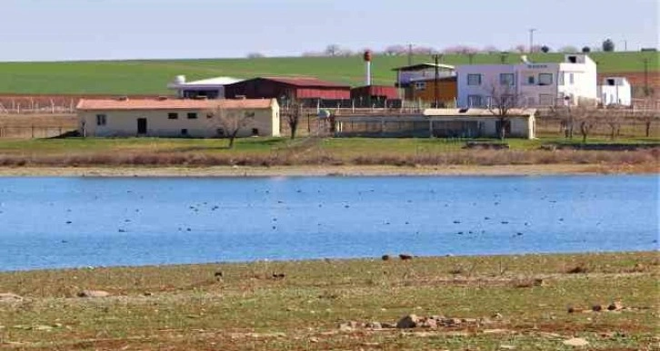 Kabaklı Göleti’nde nadir görülen kuş popülasyonu