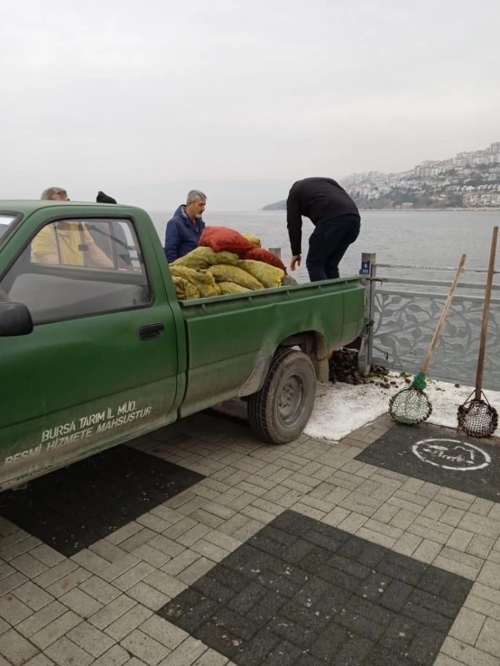 Kaçak midye avcılarına operasyon
