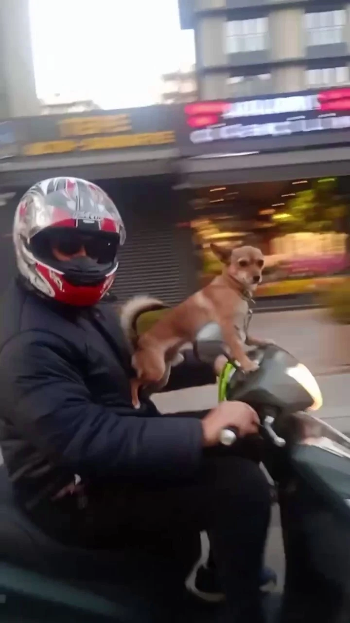 Kadıköy’de köpeğin motosiklet üzerinde gülümseten yolculuğu
