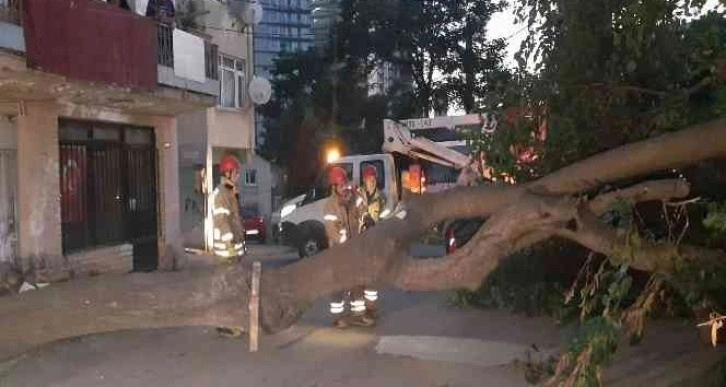 Kadıköy’de dut ağacı kökünden koparak devrildi