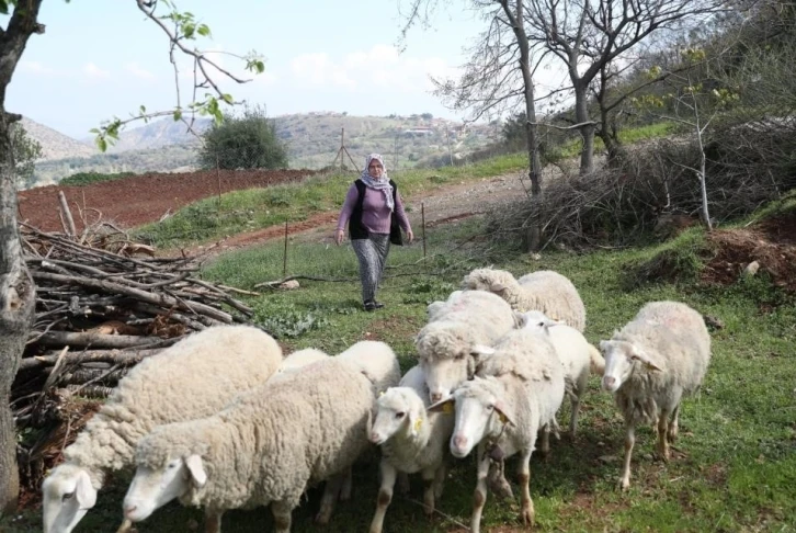 Kadın üreticilere küçükbaş hayvan ve yem desteği verilecek
