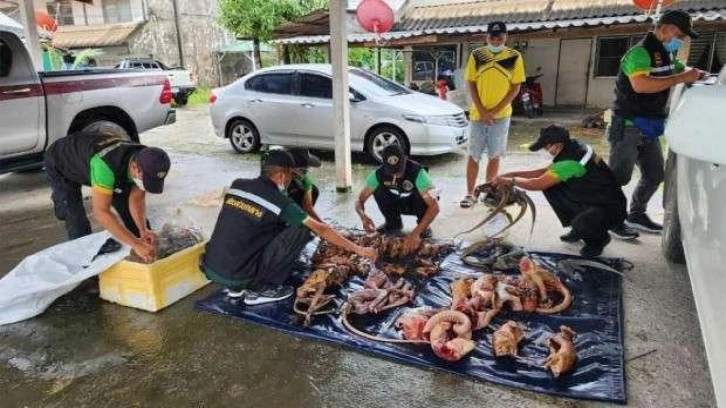 Kadının otomobilinden onlarca vahşi hayvan cesedi çıktı