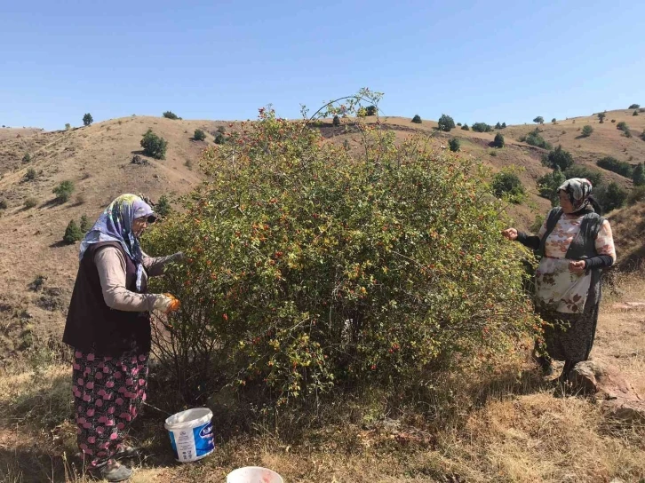 Kadınlar ürettikleri organik ürünlerle kendi markasını kurdu
