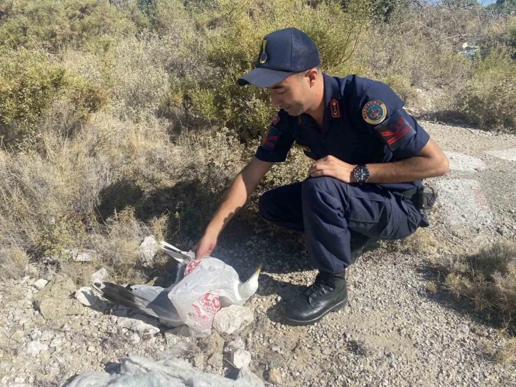 Kafasına poşet takılan martı, jandarma tarafından kurtarıldı
