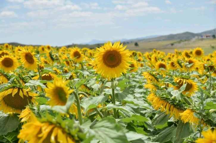 Kahramankazan Ovası sarıya boyandı
