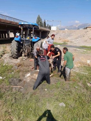 Kahramanmaraş’ta bataklığa saplanan büyükbaşı itfaiye kurtardı