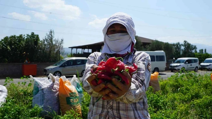 Kahramanmaraş’ta dağıtılan biberde hasat başladı
