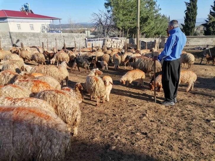 Kahramanmaraş’ta küçükbaş hayvan nüfusuna 250 bin yavru dahil oldu
