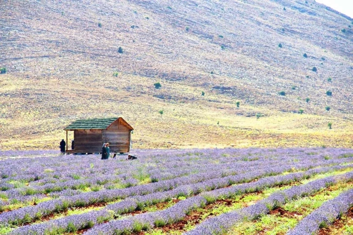 Kahramanmaraş’ta lavantalar görsel şölen sunuyor
