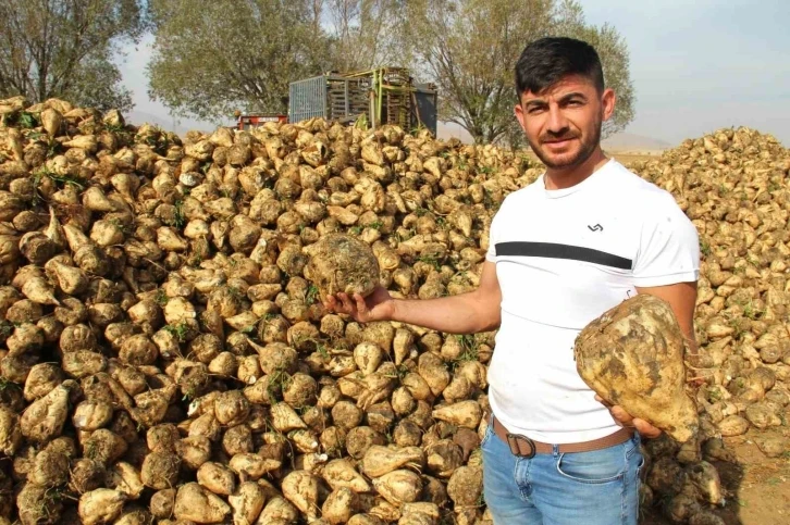 Kahramanmaraş’ta  şeker pancarı hasadı başladı
