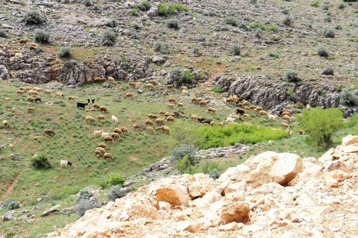 Kahramanmaraş’ta sürüler yaylalara çıkmaya başladı
