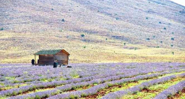 Kahramanmaraş’ta lavantalar görsel şölen sunuyor