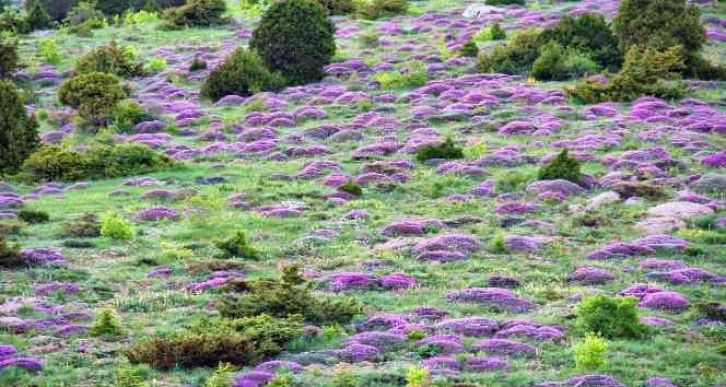 Kahramanmaraş’ta yaylaları keven çiçekleri kapladı