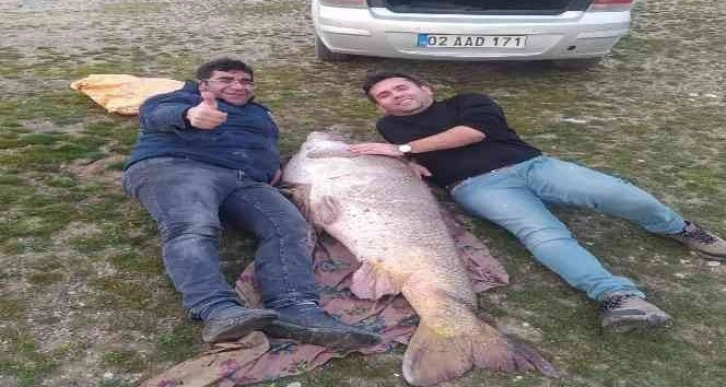 Kahta’da insan boyunda turna balığı yakalandı