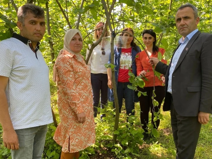 Kahverengi Kokarca mücadelesi için tuzaklar kuruldu
