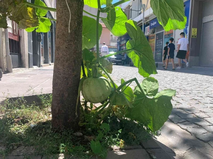 Kaldırımda yetişen kabak görenleri şaşırtıyor
