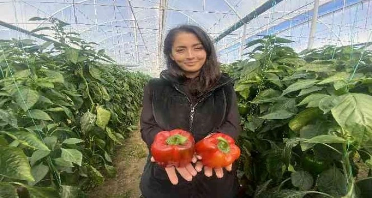 Kaliforniya biberinin yeni rotası Rusya’dan sonra Avrupa ülkeleri