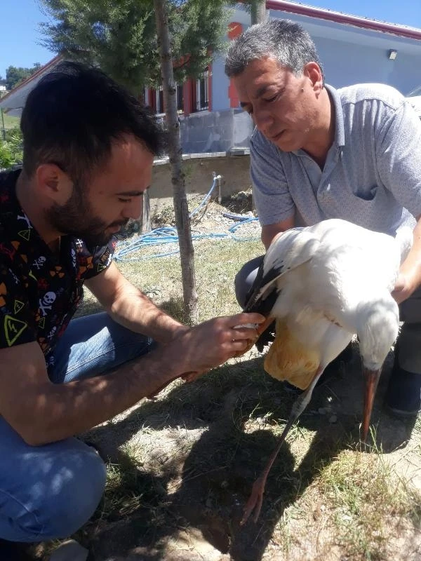 Kanadı kırık leyleği tedavi ettiler